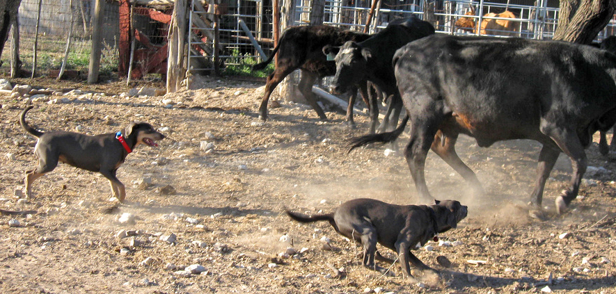 Lacy Dogs work in a pen